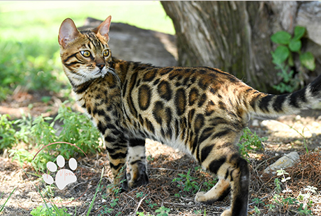 Unique Bengal kitten for sale with warm golden coat for sale in Texas