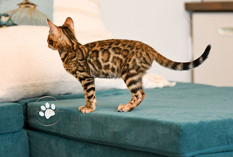 Bengal Male kitten for sale Texas