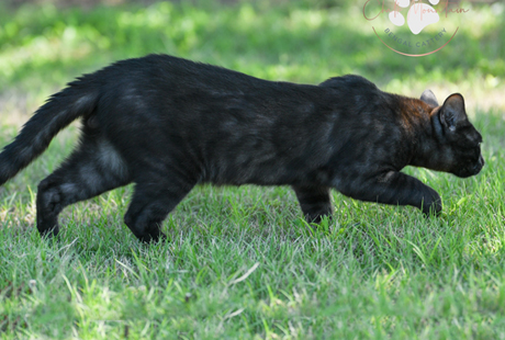 Adorable Bengal kitten lounging on cat tree near Austin Texas