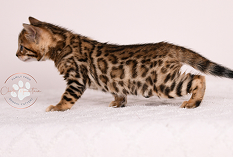 Bengal Kittens For Sale