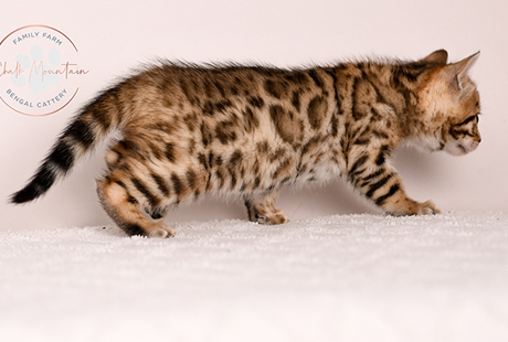 Bengal Kittens For Sale near me
