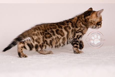 Bengal Kittens For Sale near me