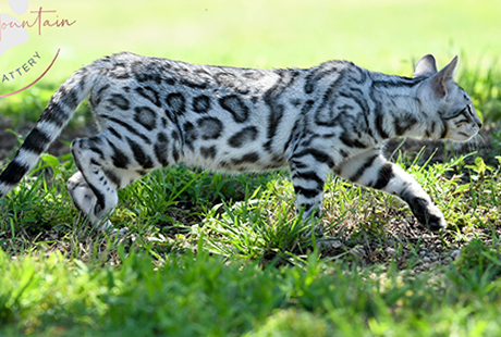 Houston Texas Bengal cat breeder offering kittens near me