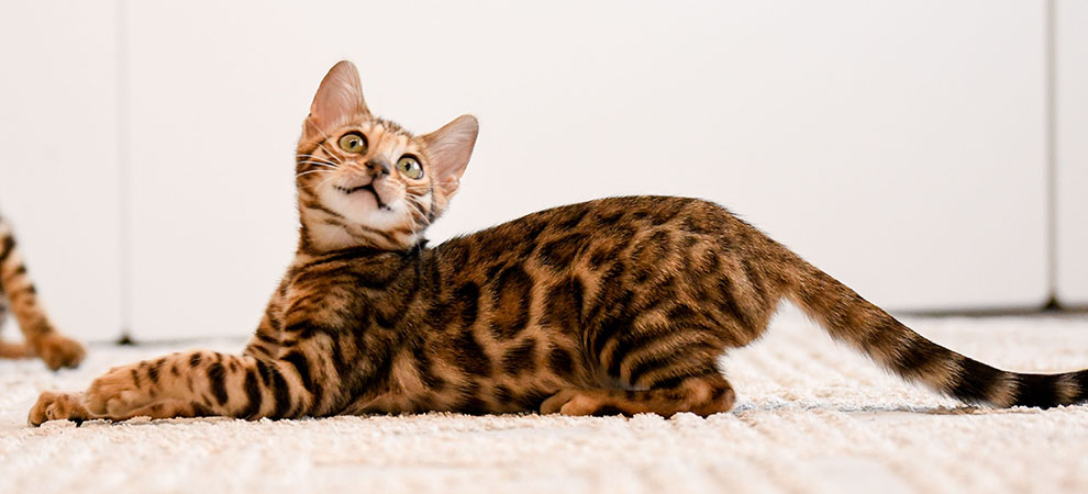 Bengal kittens for sale Houston Texas with stunning rosetted markings