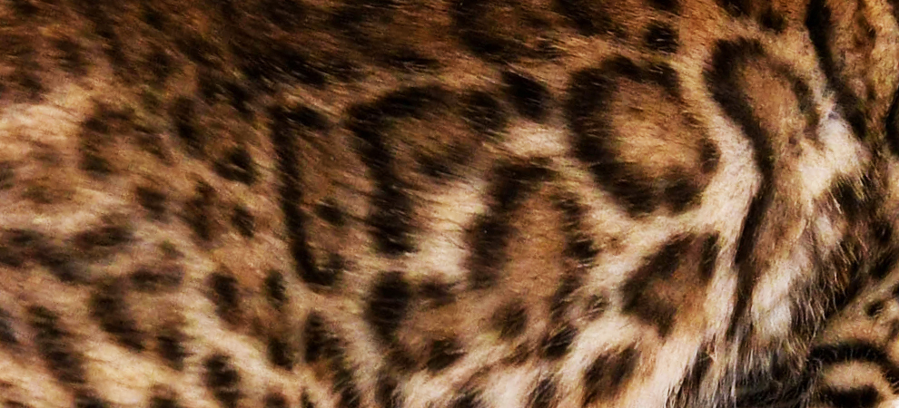 silver bengal for sale