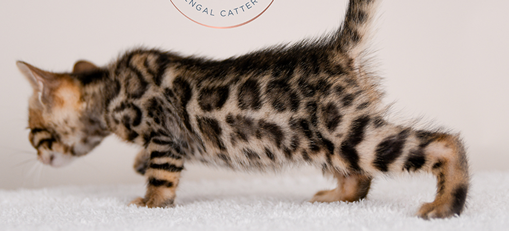 Bengal kitten for sale