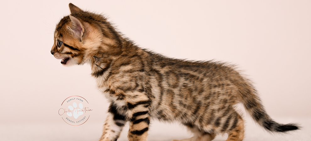 Bengal kitten for sale