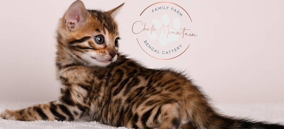 Bengal kitten for sale