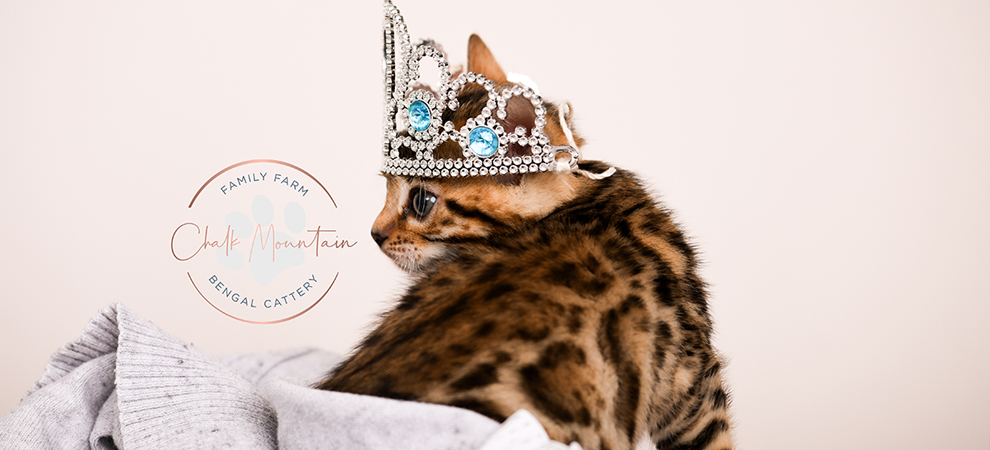 Bengal kitten for sale