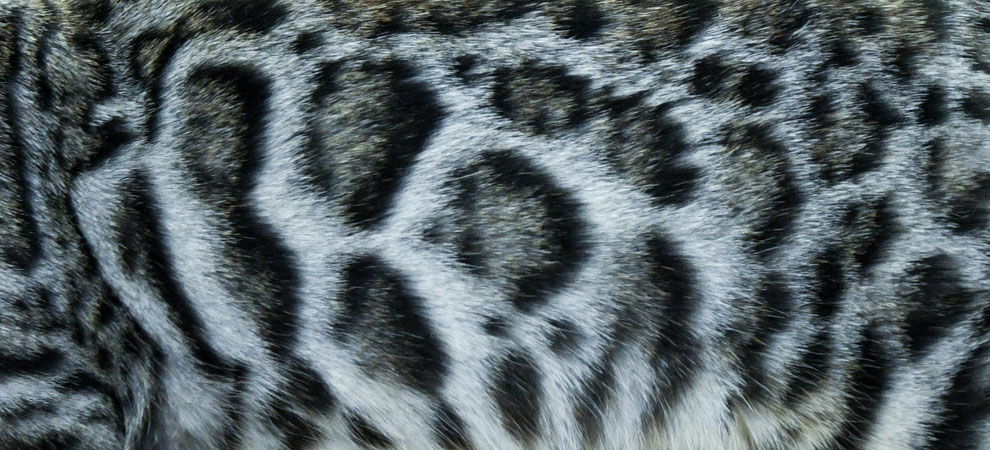 silver bengal for sale
