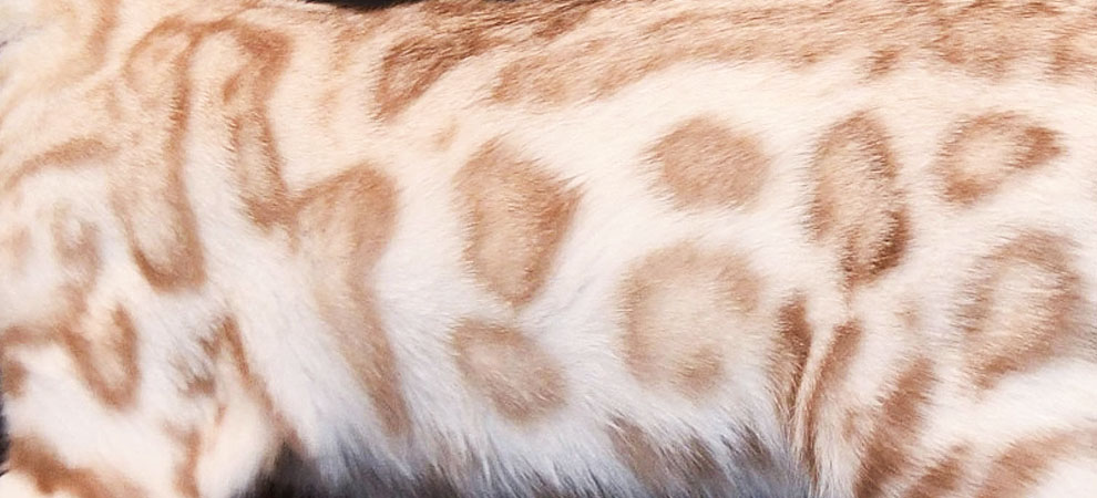 silver bengal for sale
