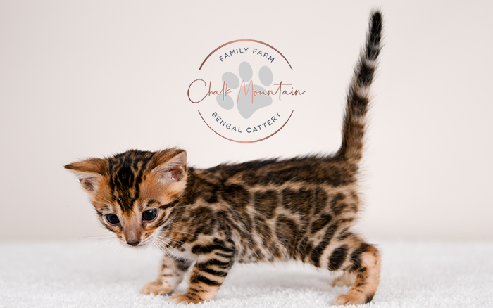Bengal kitten for sale