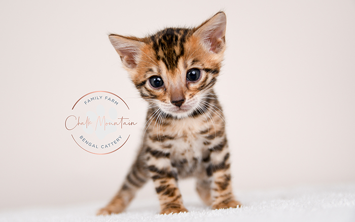 Bengal kitten for sale