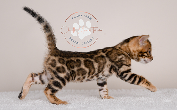 Bengal kitten for sale