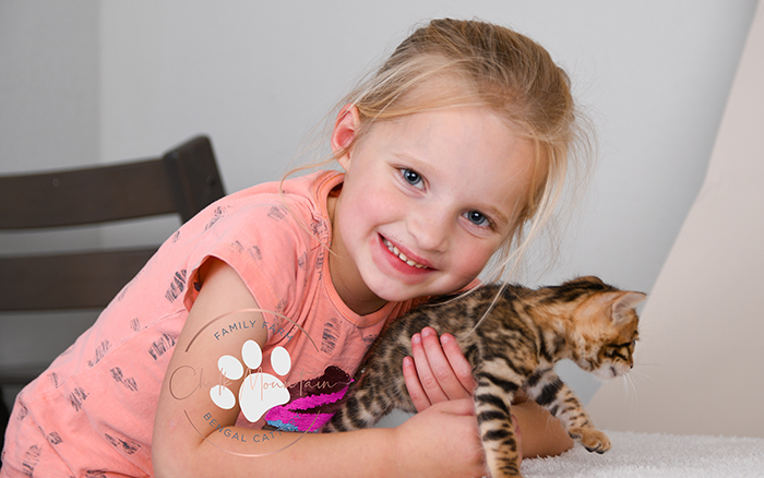 Bengal kitten for sale