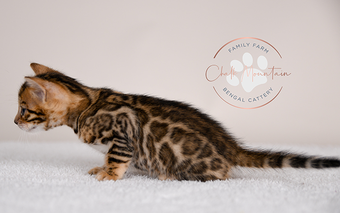 Bengal kitten for sale