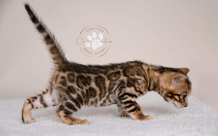 Bengal kitten for sale