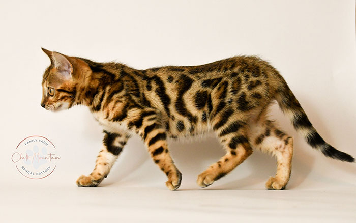 cute bengal kitten with leopard spots sitting on blanket