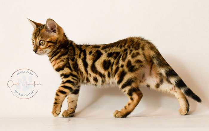 purebred bengal kitten close up showing rosette markings