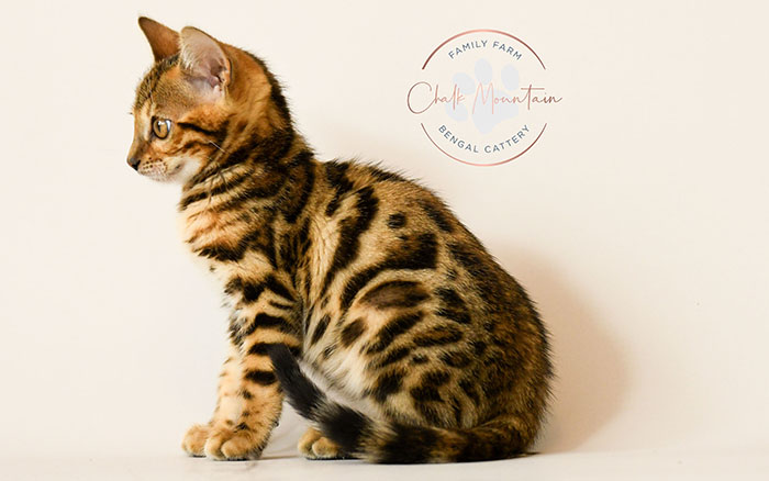 bengal kitten playing indoors with bright green eyes