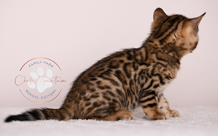 brown rosetted bengal kitten for sale in texas looking at camera