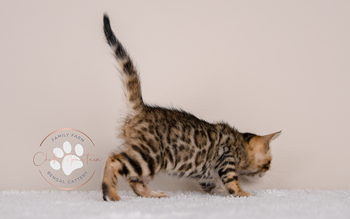 Bengal kitten for sale