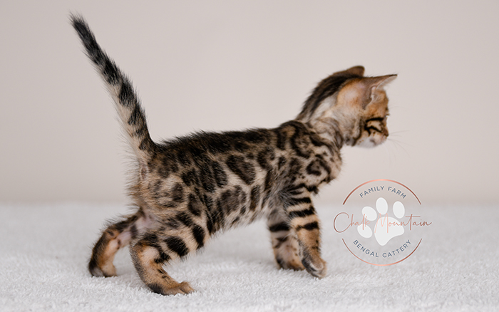 Bengal kitten for sale