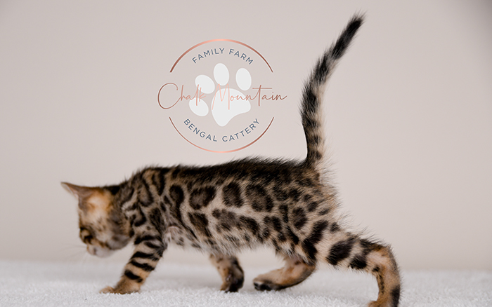Bengal kitten for sale