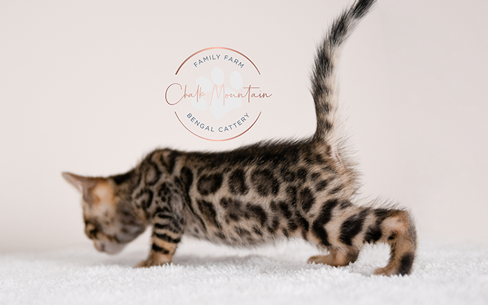 Bengal kitten for sale