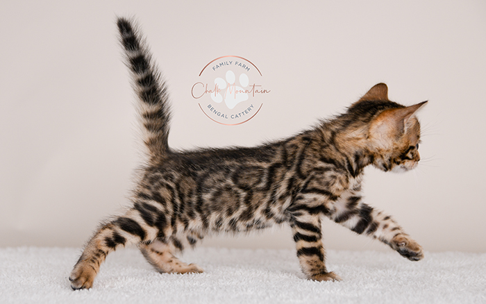 Bengal kitten for sale