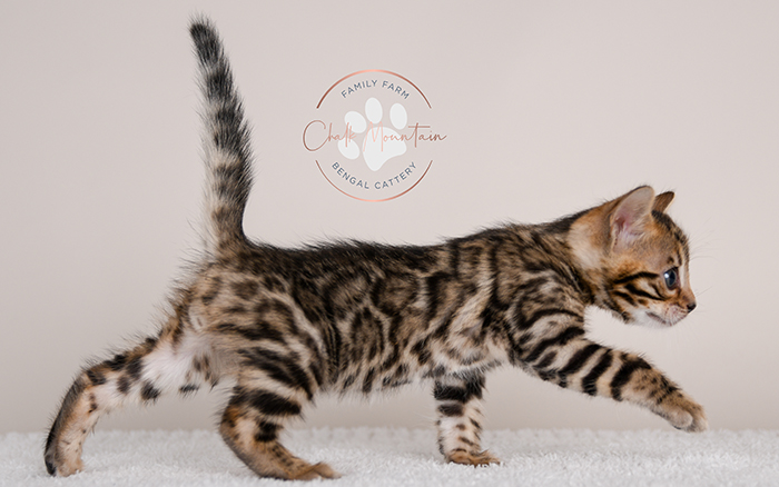Bengal kitten for sale
