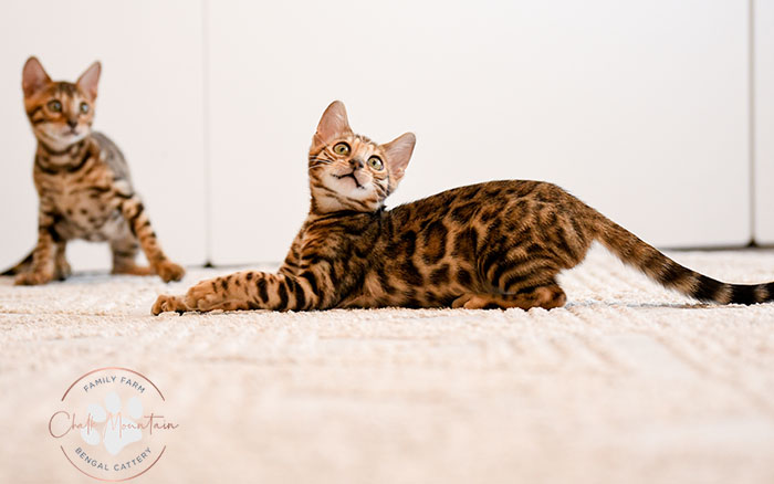 Stunning brown Bengal cat kitten available in Dallas Fort Worth Texas