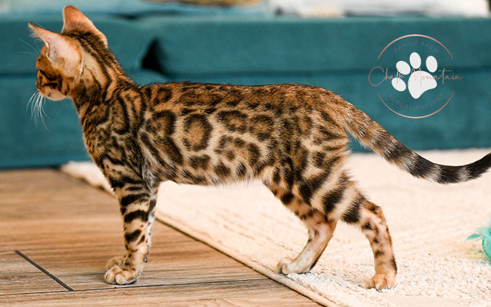 Healthy exotic Bengal kitten available for sale near Dallas Texas