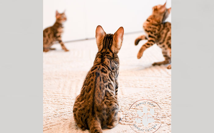 Bengal kittens for sale in Houston Texas – affectionate and socialized