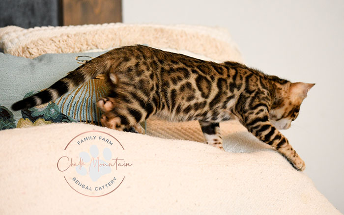 Registered Bengal breeder offering kittens in Dallas and Houston Texas
