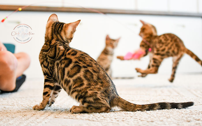 Texas Bengal kittens with exotic leopard-like rosetted coats