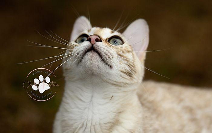 Purebred rosetted snow mink Bengal queen clear of genetic diseases for healthy kittens