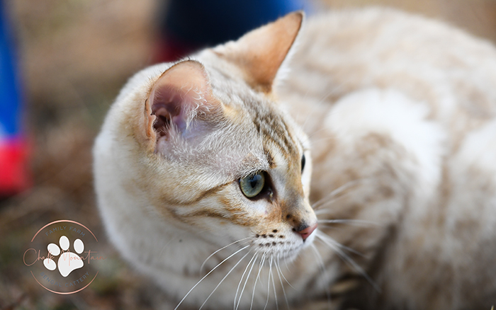 Reserve your snow mink Bengal kitten today from health tested purebred parents