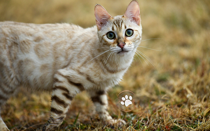 How to reserve a snow mink Bengal kitten with vivid aqua eyes from top breeder