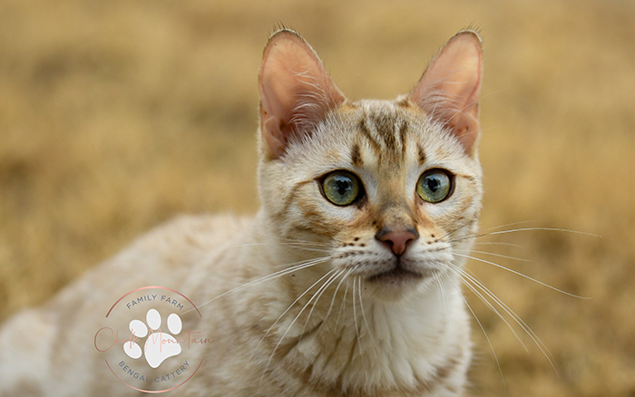 uy a TICA registered snow Bengal kitten with health guarantee and HCM clear parents