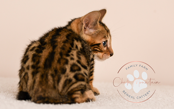 Bengal kitten for sale