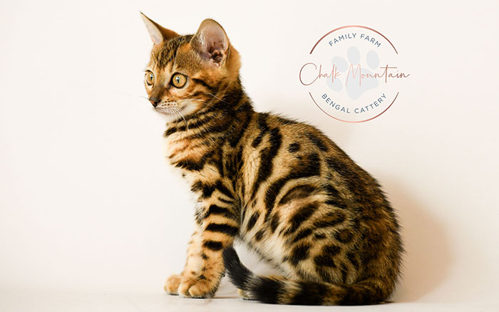 adorable brown bengal kitten standing profile view