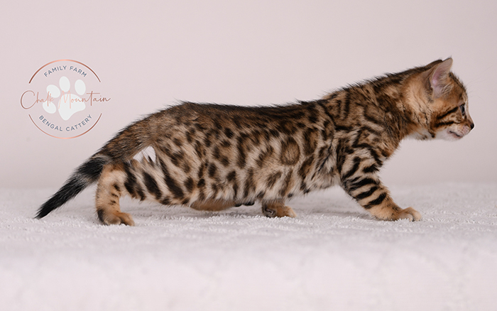 cute bengal kitten with leopard spots sitting on blanket