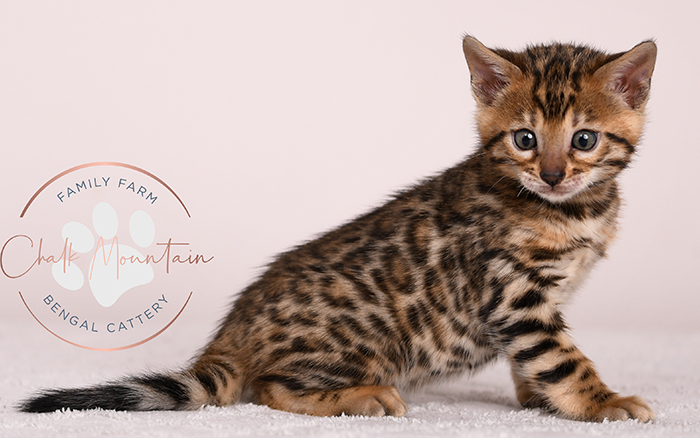 bengal kitten resting on soft blanket looking sleepy