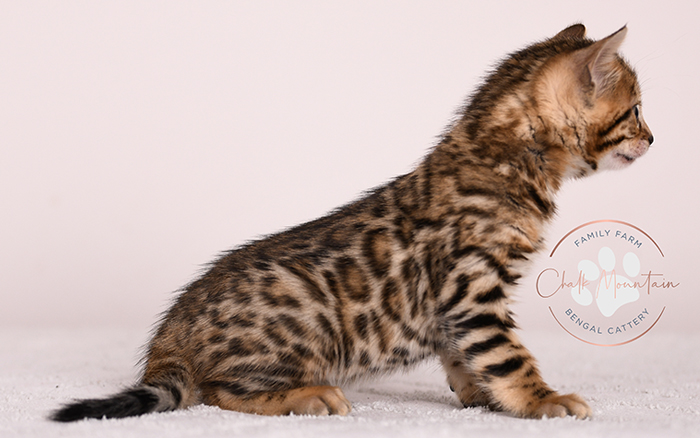 high quality bengal kitten with bold rosettes texas breeder