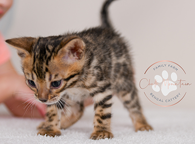 beautiful bengal kitten texas