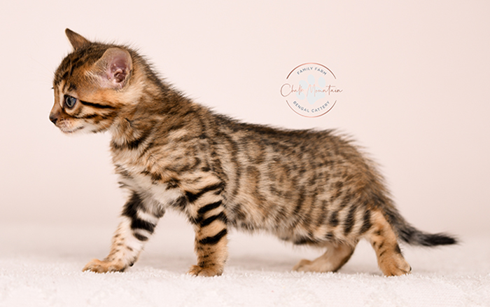brown rosetted bengal kitten for sale in texas looking at camera