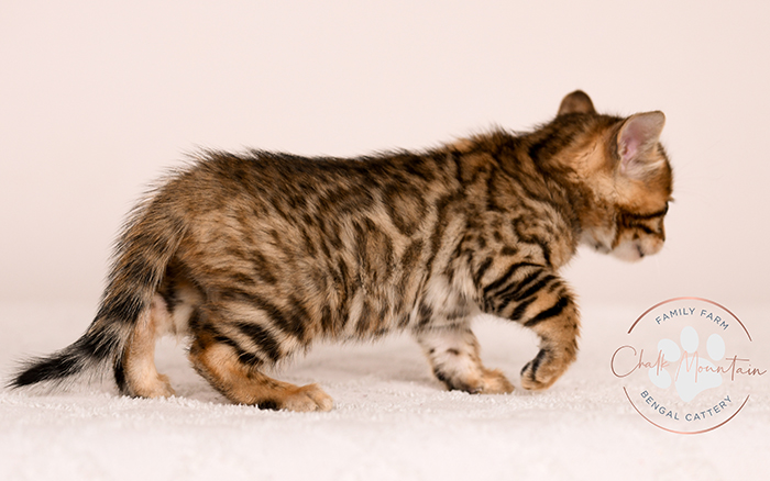 playful bengal kitten reaching forward with paw