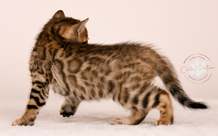 bengal kitten playing indoors with bright green eyes