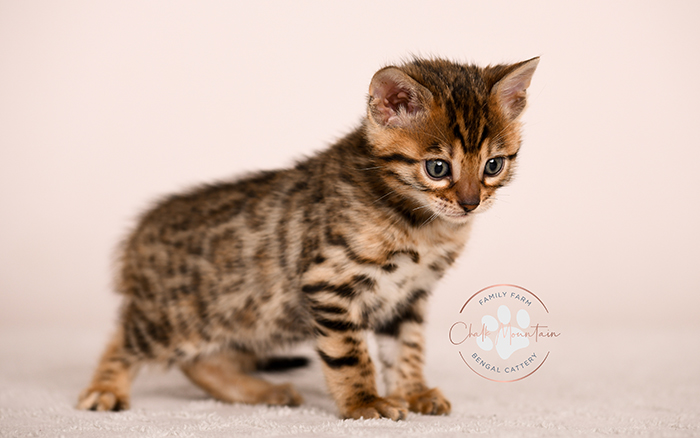 bengal kitten resting on soft blanket looking sleepy